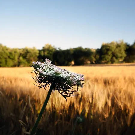 Villa Luisa Country House - Pace E Tranquillita Tra Le Colline Marchigiane *